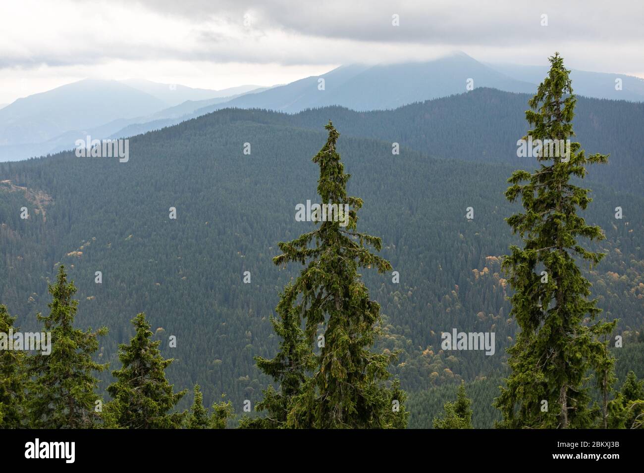 Kiefernwald Karpaten Berge schöne Landschaft Stockfoto