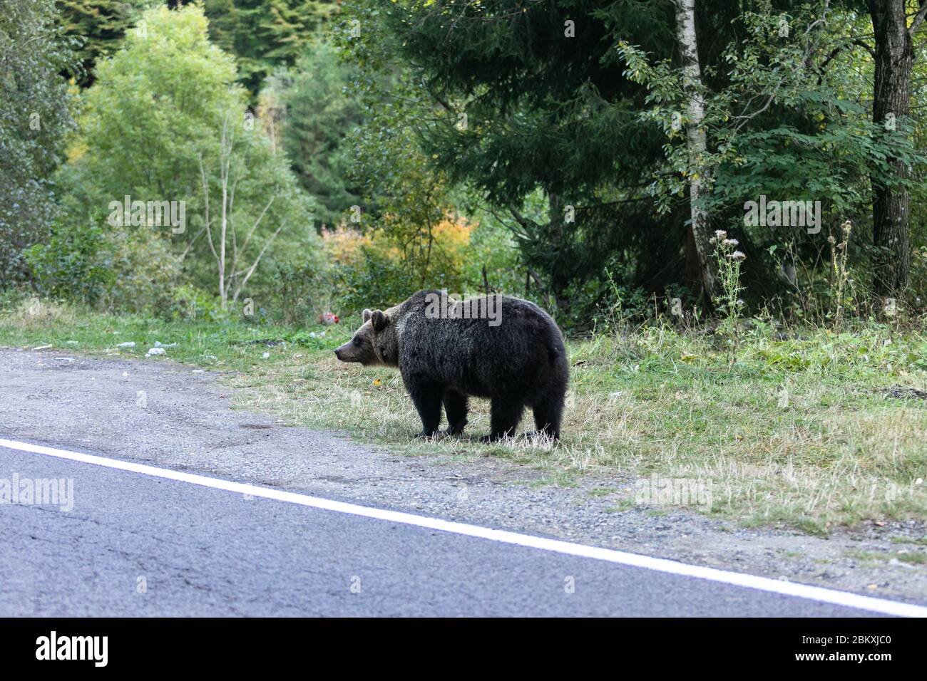 Begegnung wilden Braunbären im Wald auf der Straße in der Nähe Transfagarash Autobahn Europäische Rumänien Transilvania Stockfoto