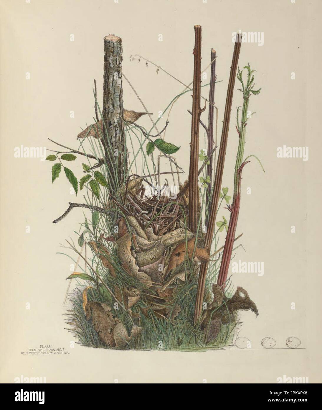 Illustrationen der Nester und Eier von Vögeln aus Ohio (Pl. XXXII) Stockfoto