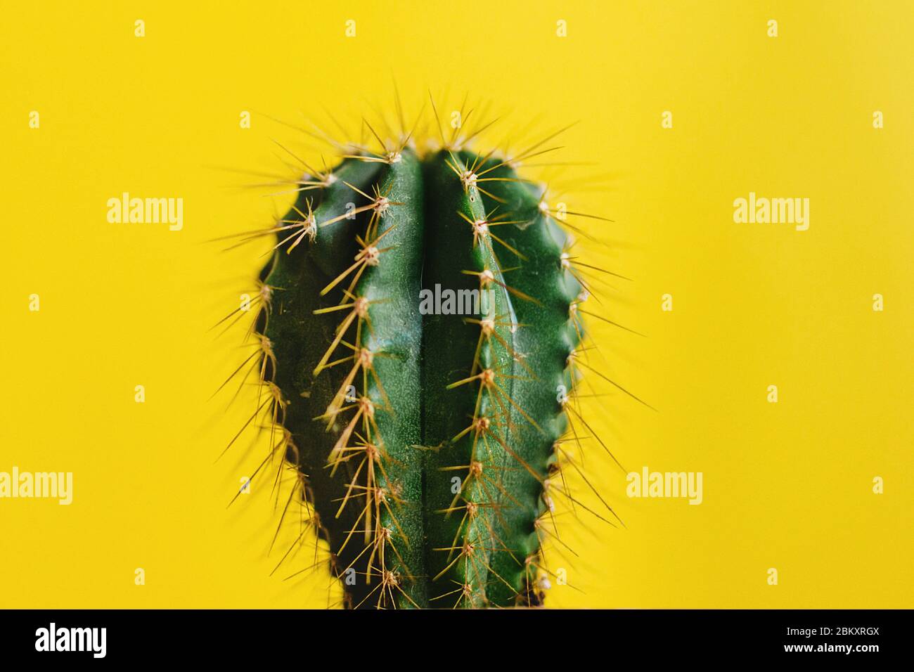 Mexikanischer Kaktus im Topf, Pflanze in Mexiko mexikanische Kultur Stockfoto
