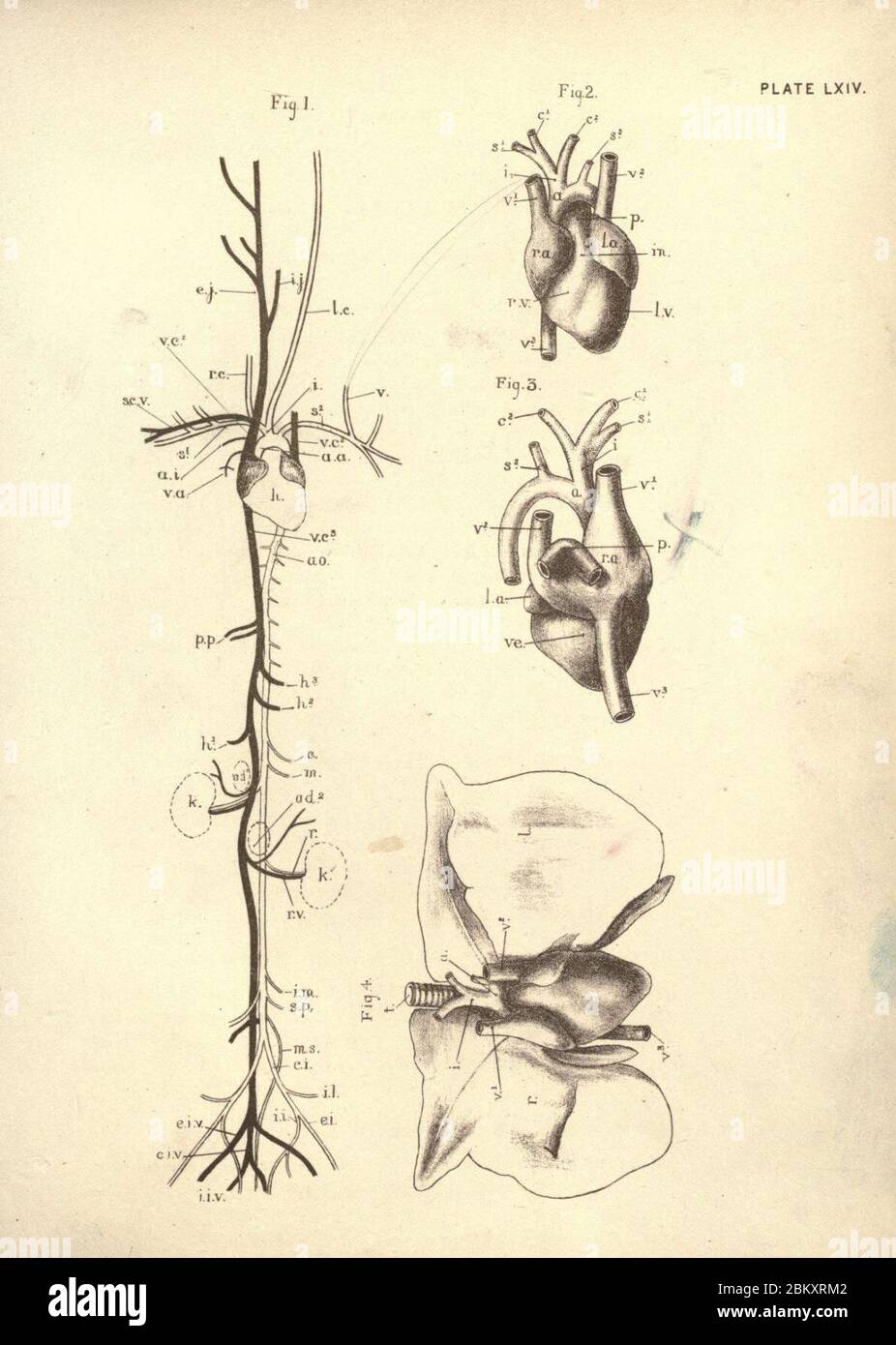 Illustrationen der Zoologie (Platte LXIV) (6254770912). Stockfoto
