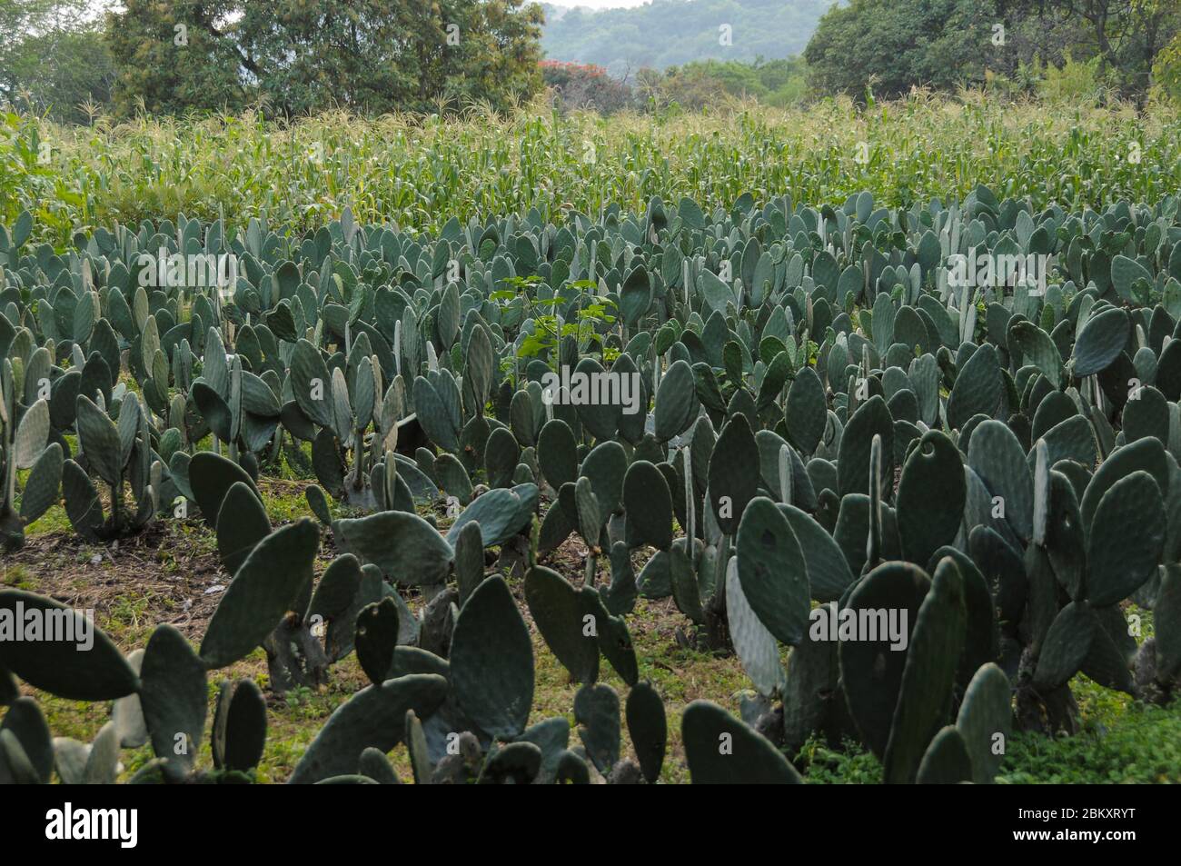 Feld der mexikanischen Nopales (Kaktus) Stockfoto