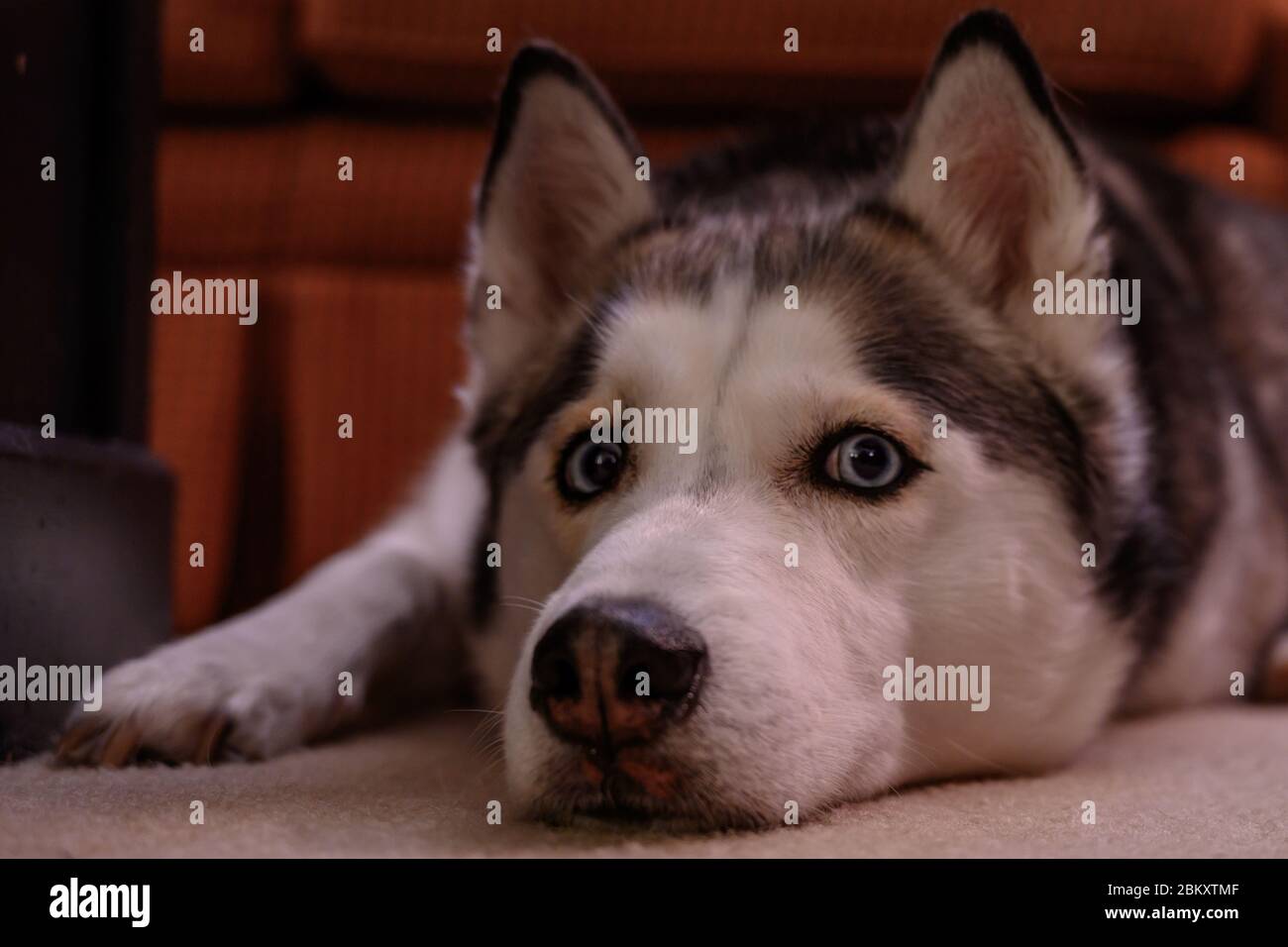 Husky am Boden schaut auf Kamera Stockfoto