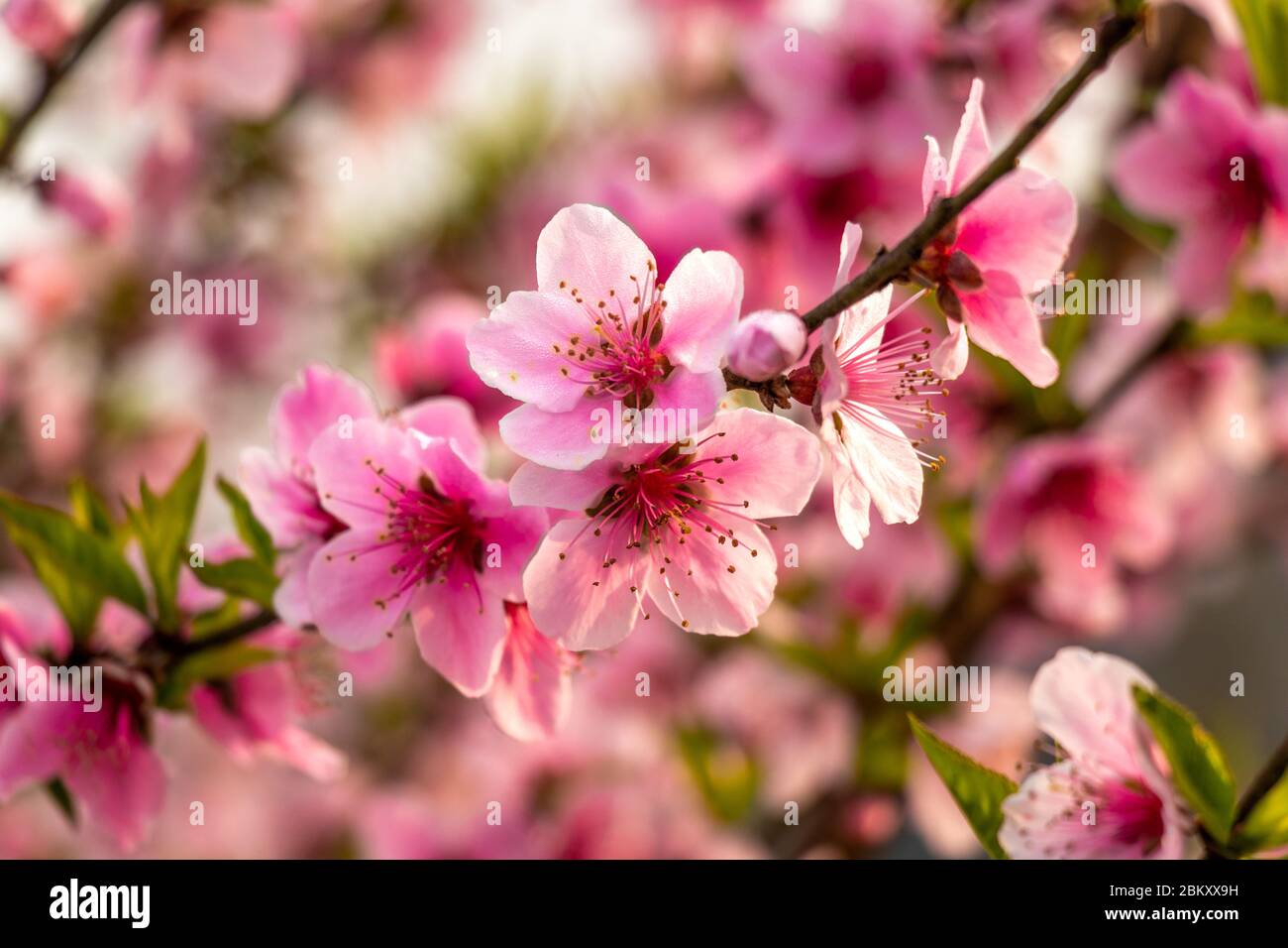 Schöne Pfirsichbaum Blumen close-up auf grünen Natur verwischen Hintergrund Stockfoto