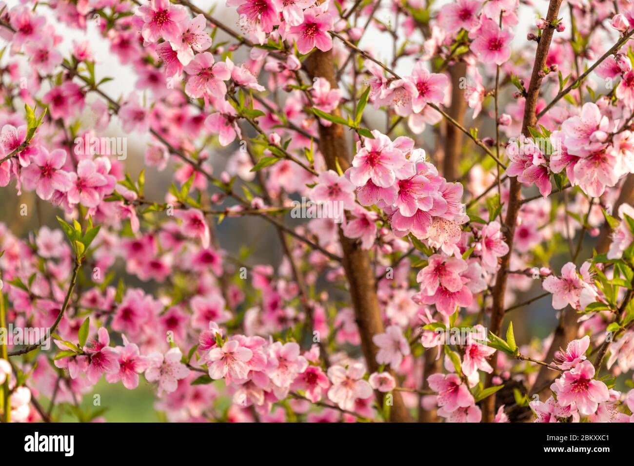 Schöne Pfirsichbaum Blumen auf grünen Natur verschwimmen Hintergrund Stockfoto