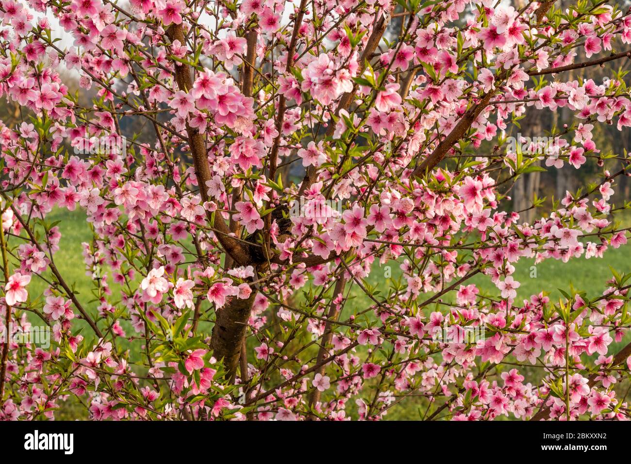 Schöne Pfirsichbaum Blumen auf grünem Hintergrund. Stockfoto