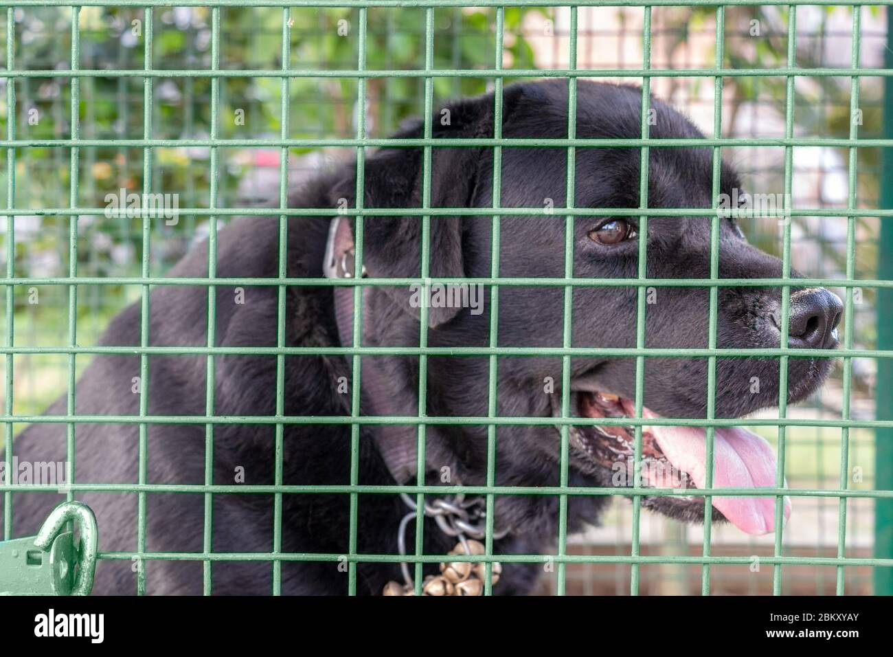 Schwarzer labrador Retriever Hund hinter der Bar des Käfigs, Hunde Shelter Stockfoto