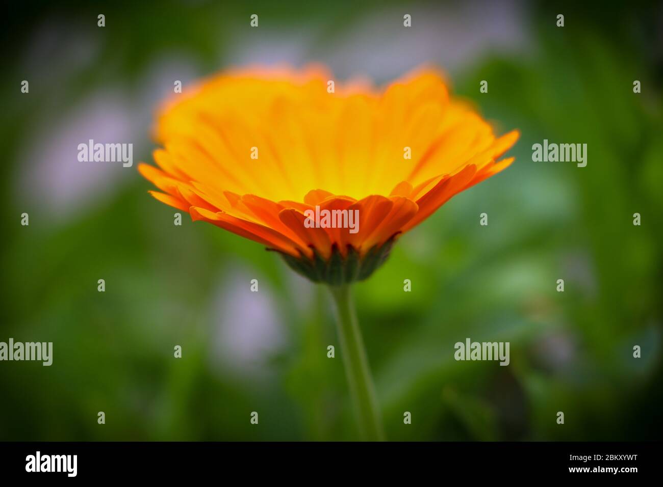 Ringelblume, Ringelblume, Nahaufnahme auf verschwommenem grünem Hintergrund, selektive Focuscalendula Stockfoto