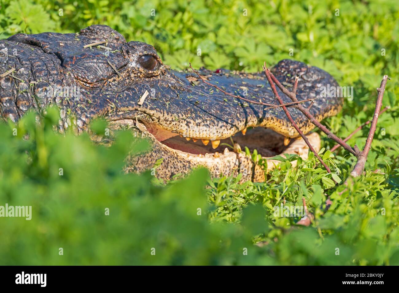 Alligator im Brazos Bend State Park in Texas durch die Büsche Stockfoto
