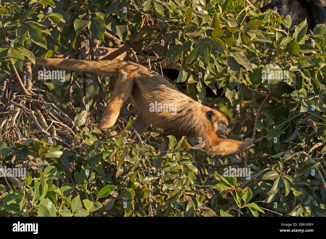 Brown Howler Affe Essen in den Bäumen im Pantanal in Brasilien Stockfoto