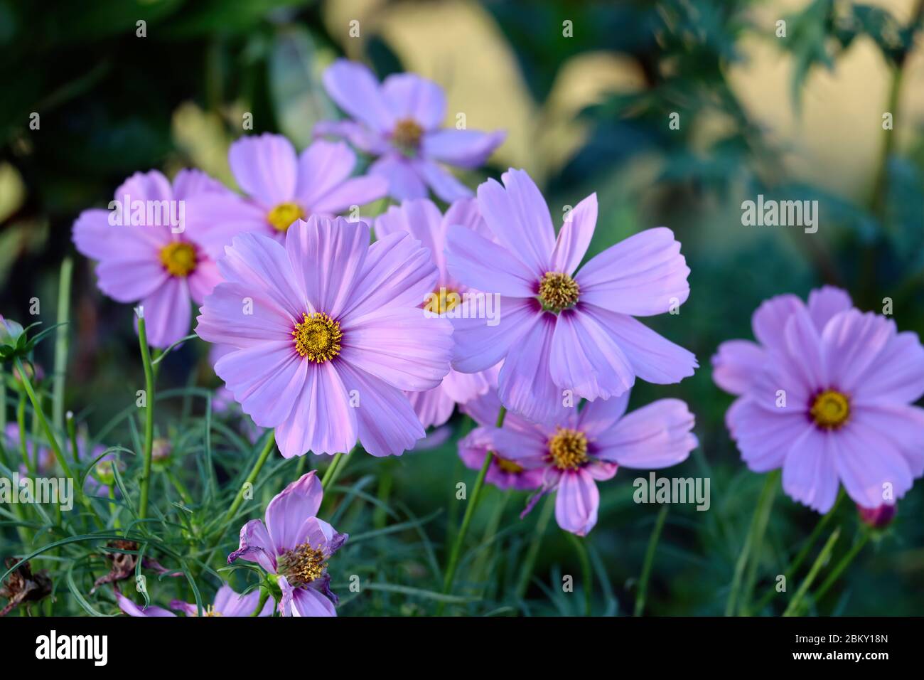 Natur: Schöne violett violette Blüten in voller Blüte draußen am botanischen Garten, in lebendigen Farben. Stockfoto