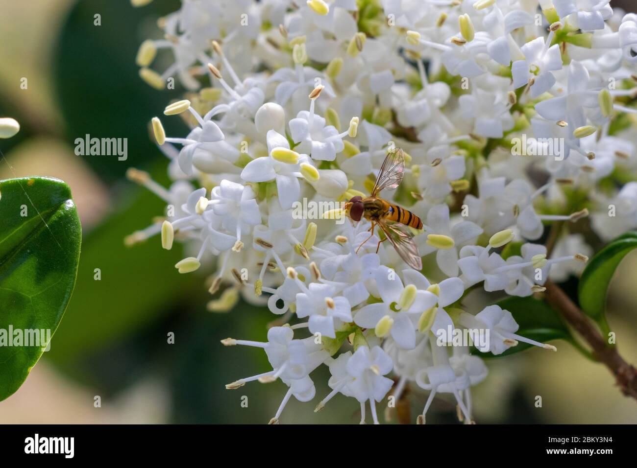 Marmelade schwebend auf der schönen weißen Blume der grünen Pflanze Stockfoto