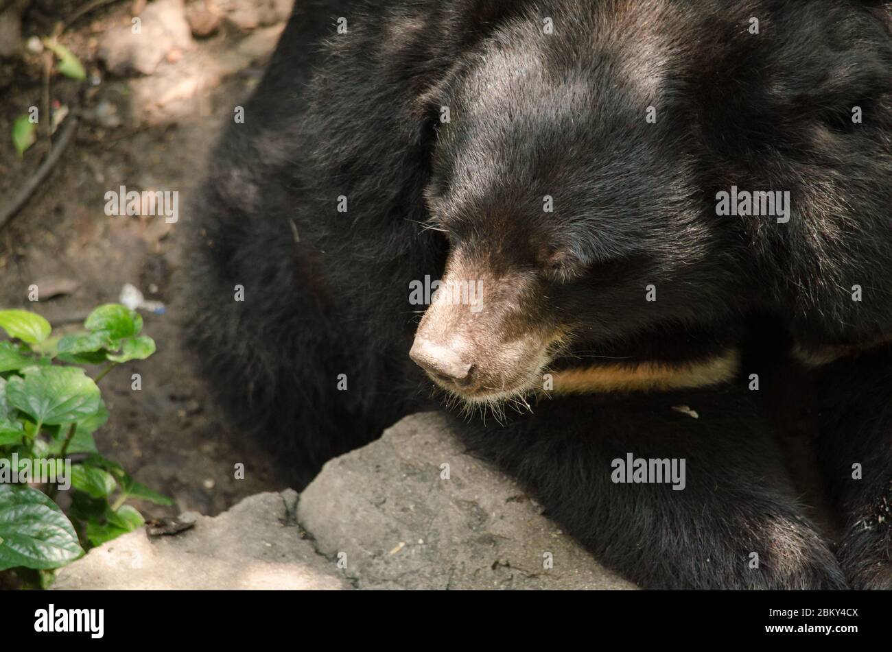 Schwarzer Bär ist gefährliche Arten im Wald, thailand und es leben überall im Wald, V-Form Stockfoto