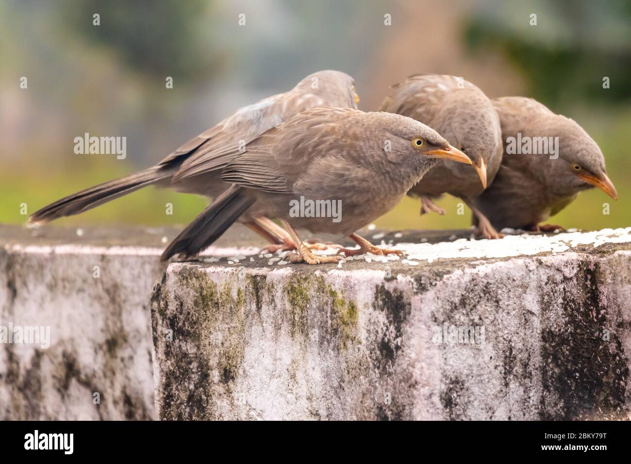 Dschungel-Schwätzer Vogel essen Reis Futter an der Wand. Stockfoto