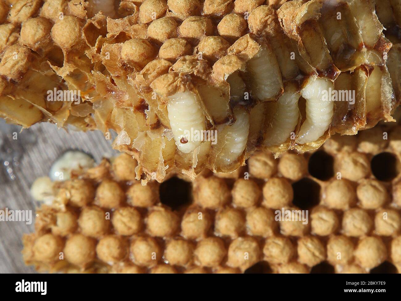 05. Mai 2020, Berlin: Eine Varroa-Milbe sitzt in einer Wabe auf einer Drohnenpuppe, die aus einem Bienenstock mit Drohnenbrut geschnitten wurde. Die Imker entfernen die Drohnenbrut aus den Bienenvölkern, um die Ausbreitung der gefürchteten Varroa-Milbe zu verhindern oder zu verhindern. Die Milbe, die in den 1970er Jahren aus Asien eingeführt wurde, ist oval, 1.4 mm breit und 1.2 mm lang und legt ihre Eier in die bedeckten Brutzellen der Bienen. Die Milben stechen die jungen Bienenlarven und saugen das Blut, um zu füttern. Die Bienenlarven werden durch den Blutverlust geschwächt und sind anfällig für pathogene Viren und Bakterien. Als die Bienen schlüpfen, verlassen die Milben auch die Brut Stockfoto