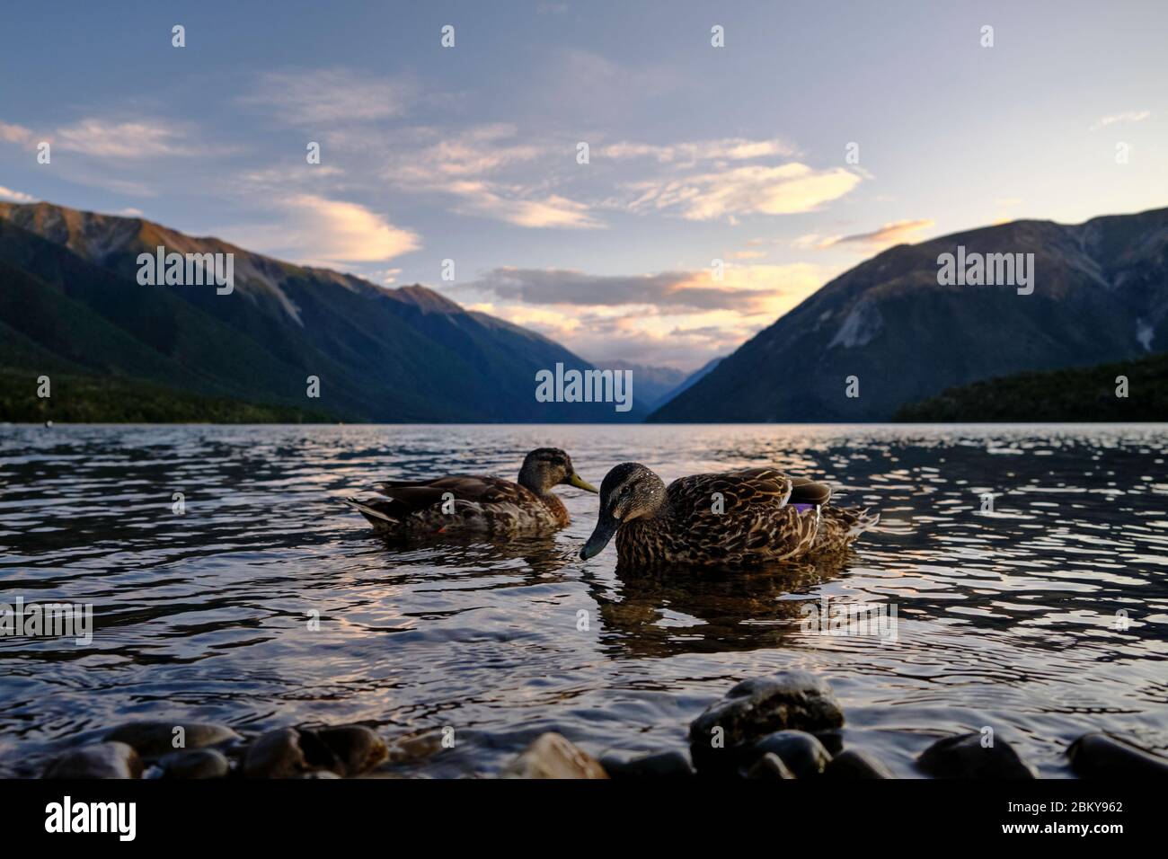 Mallard Enten schwimmen im See Rotoiti bei Sonnenuntergang. Stockfoto