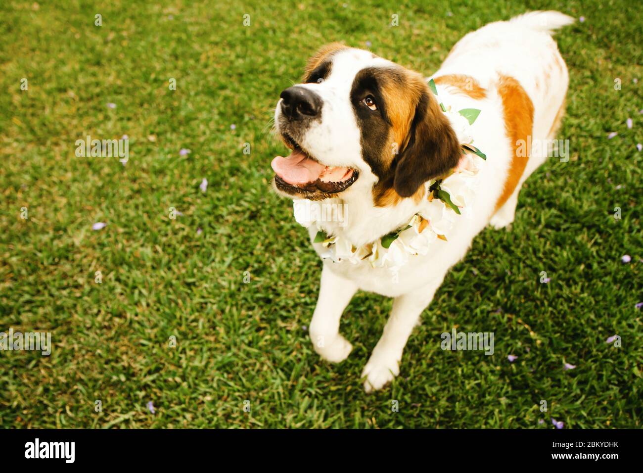 saint bernard Hund bereit für die Trauung Stockfoto