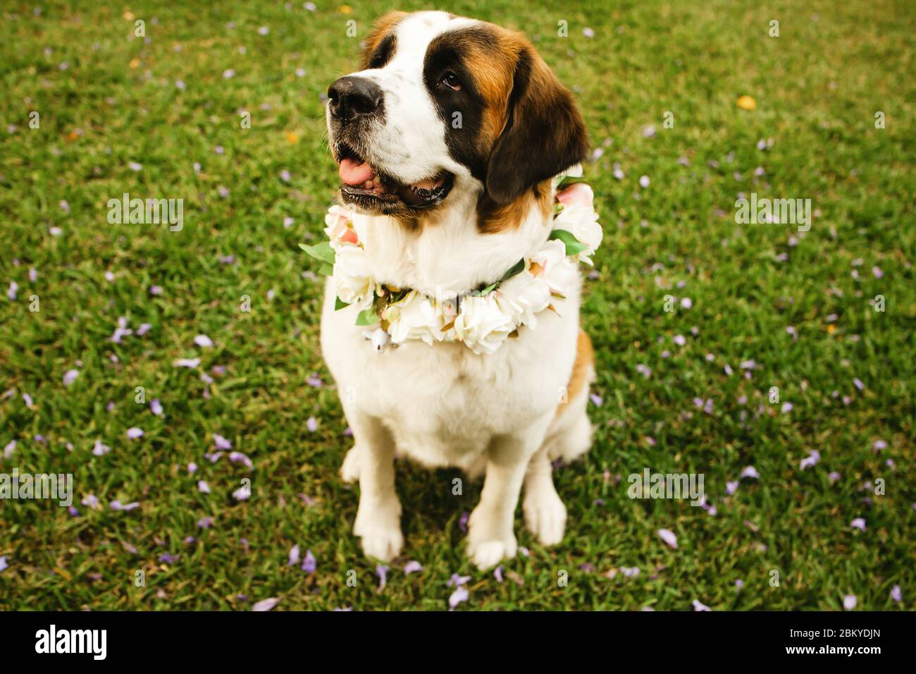 saint bernard Hund bereit für die Trauung Stockfoto