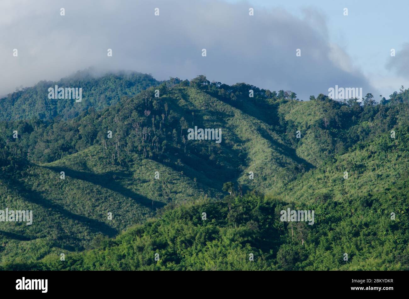 Wald und blauer Himmel ist Hintergrund und haben plantiful Stockfoto