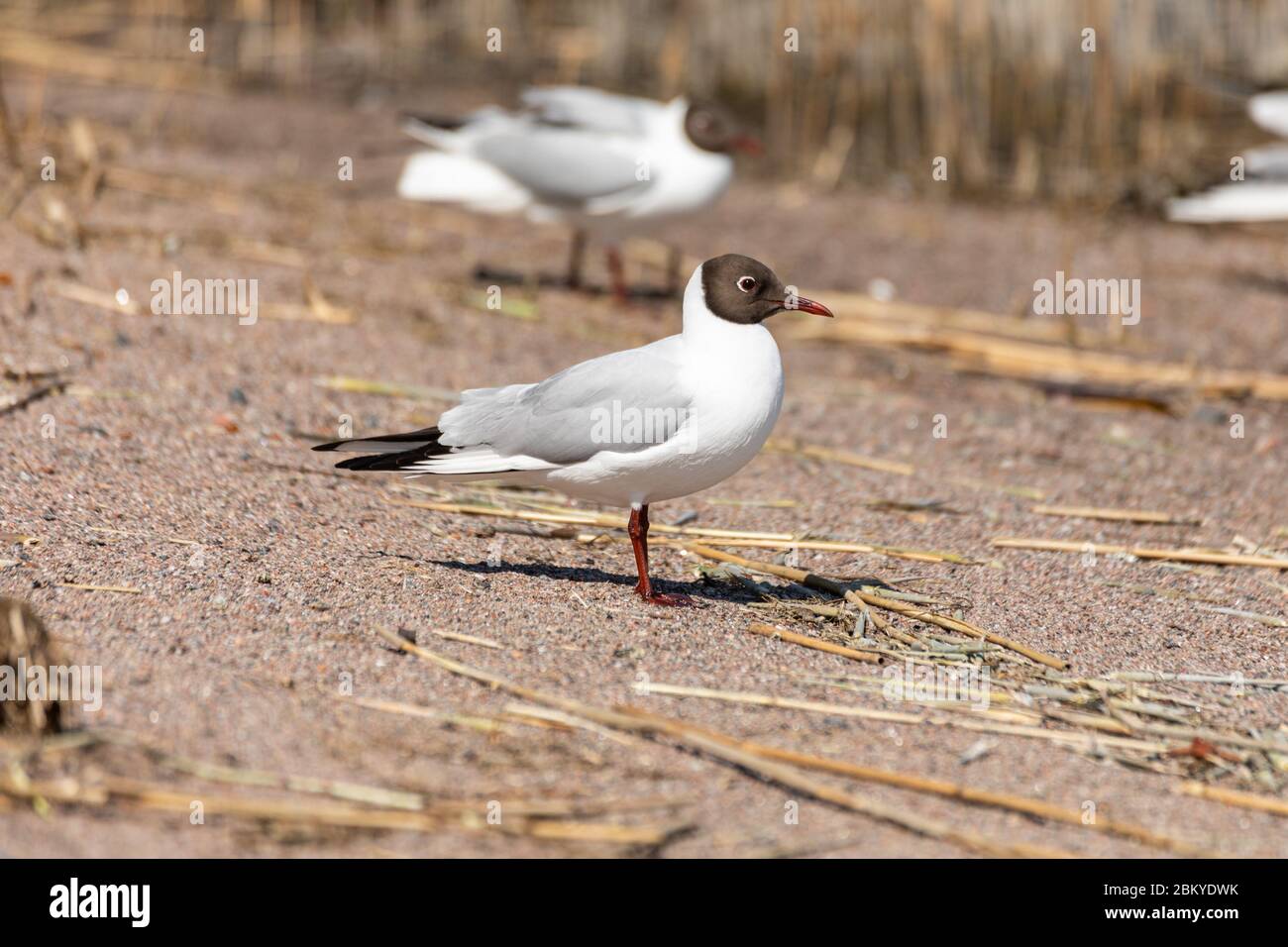 Schwarzkopfmöwen (Chroicocephalus ridibundus) am Strand in Helsinki, Finnland Stockfoto