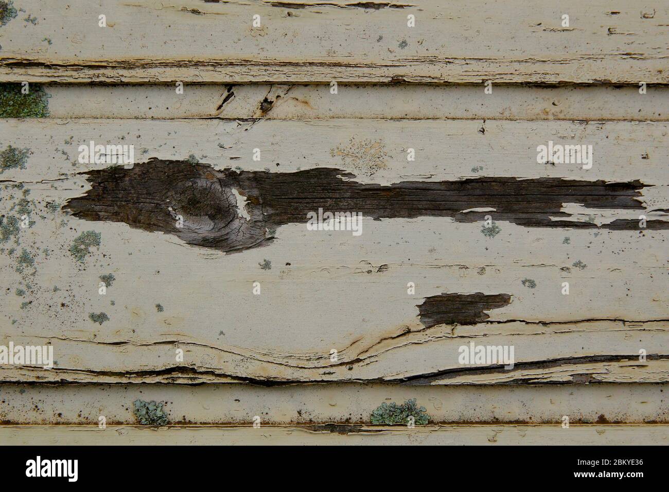 Flechten (Lecanora muralis) auf verwittertem Holz. Stockfoto