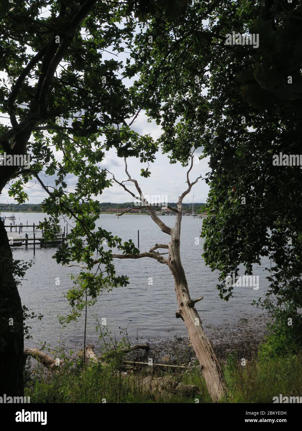 Ansicht der Bucht in Dänemark mit toten Eichen Stockfoto