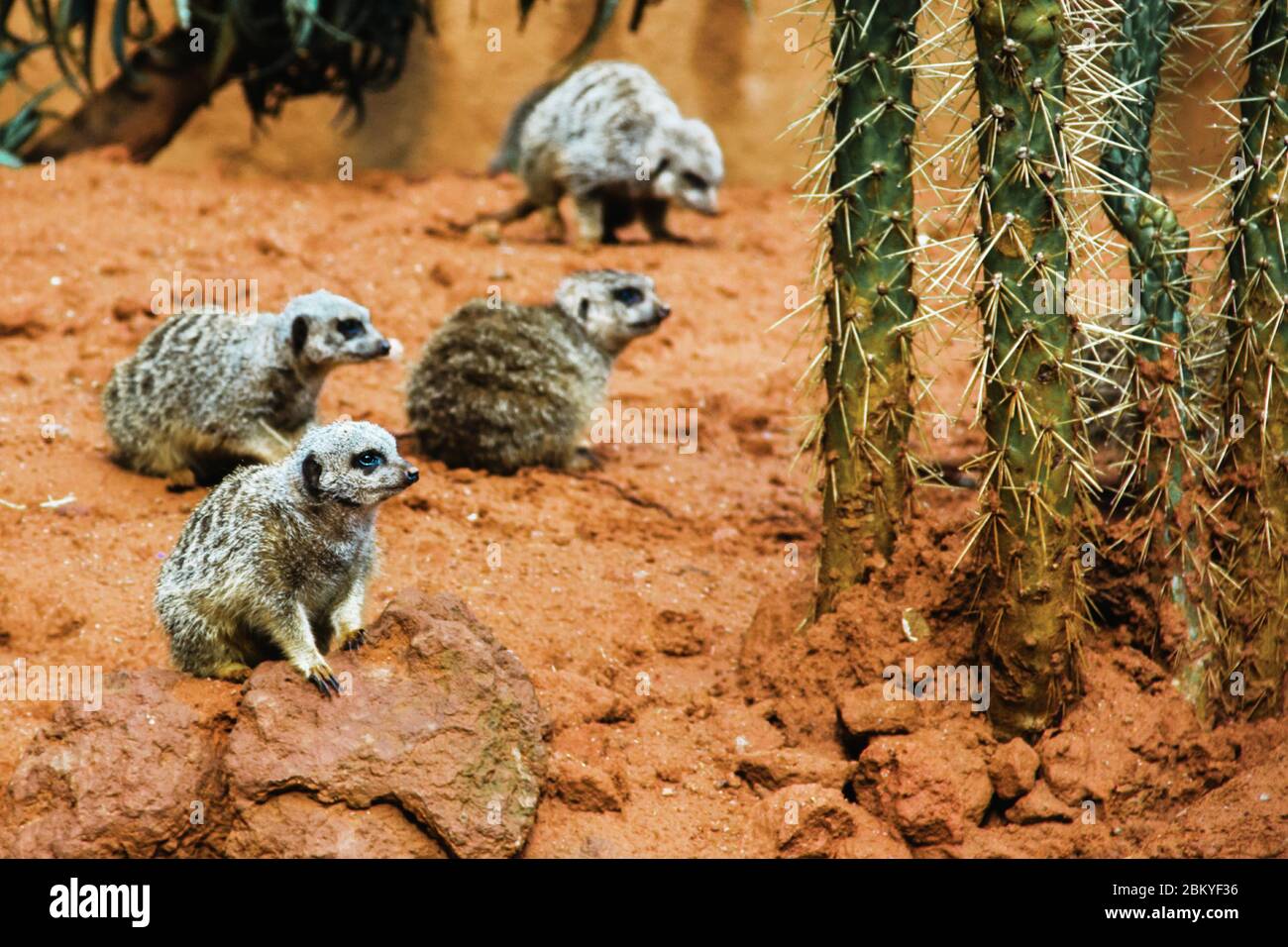 suricate, Gruppe von Erdmännchen im Wüsten-Nationalpark Stockfoto