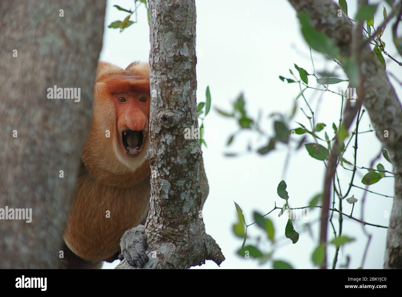 Ein Alpha-Männchen des Proboscis-Affen (nasalis larvatus), das eine Warnung zeigt, als er die Anwesenheit von Menschen in einem Tieflandwald am Flussufer in der Provinz Ost-Kalimantan, Indonesien, bemerkt. Archivbild. Stockfoto
