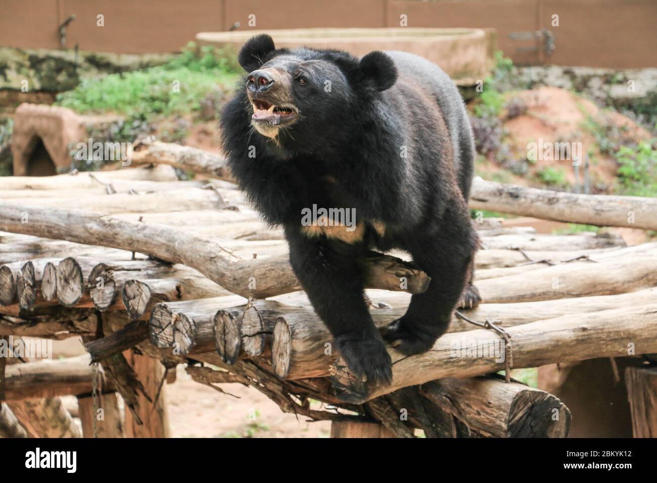 Schwarzer Bär ist gefährliche Arten im Wald, thailand und es leben überall im Wald, V-Form Stockfoto
