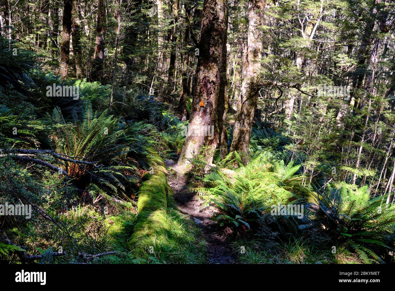 Earnslaw Bun Trail durch dichten Wald. Stockfoto