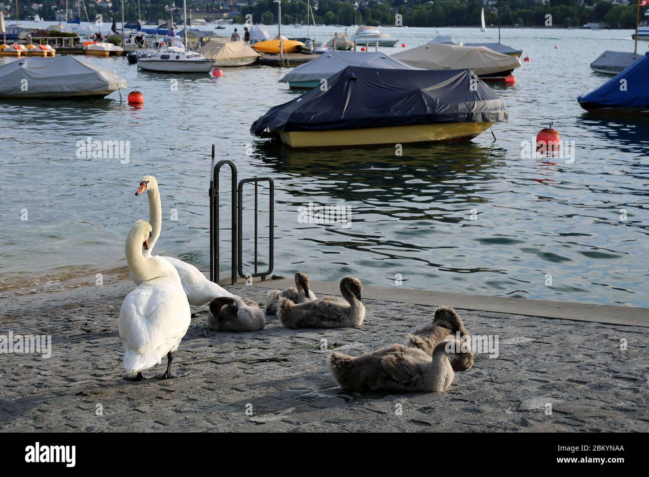 Schwanenfamilie fotografiert bei einem sonnigen Abend in Zürich Schweiz, Juli 2018. Es gibt zwei Erwachsene Schwäne, mehrere Babyschwäne, Boote, Flusswasser. Stockfoto