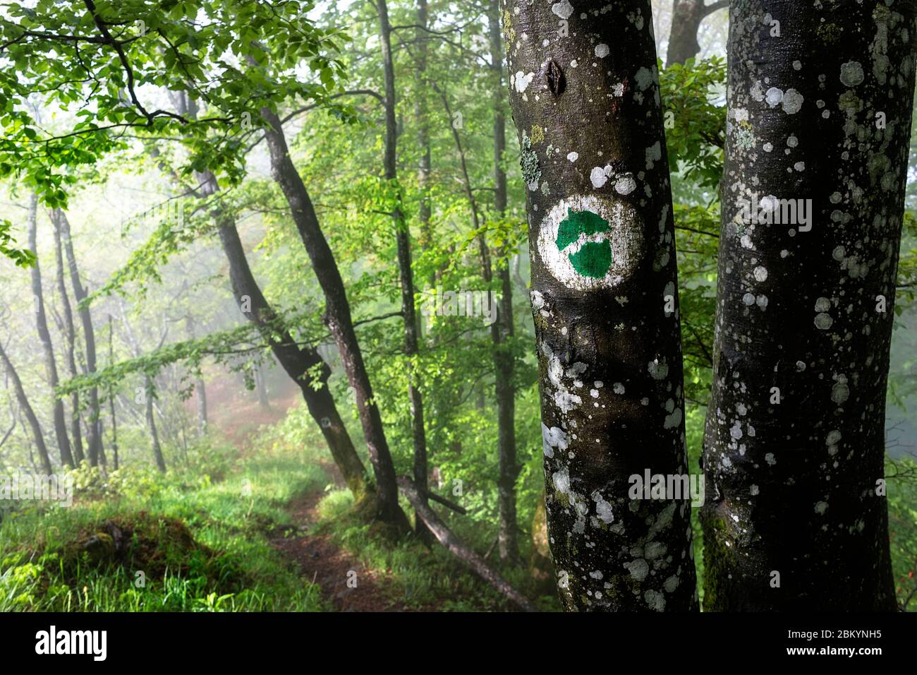 Ein Wegweiser, der den Weg in geheimnisvollen Wald mit Nebel zeigt Stockfoto