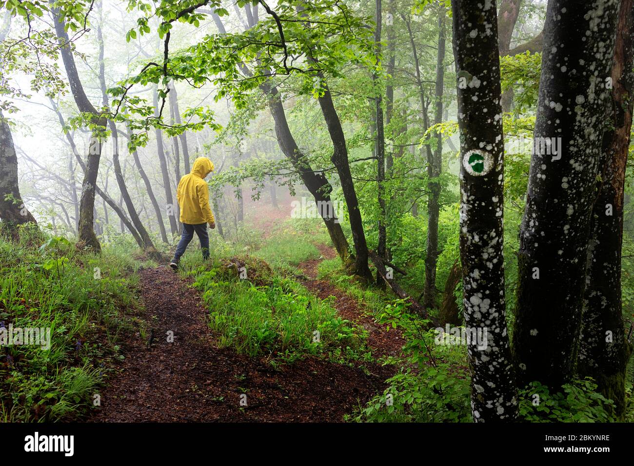 Junger Junge in gelber Jacke, der an einem Wanderzeichen entlang geht und den Weg in geheimnisvollen Wald mit Nebel zeigt Stockfoto