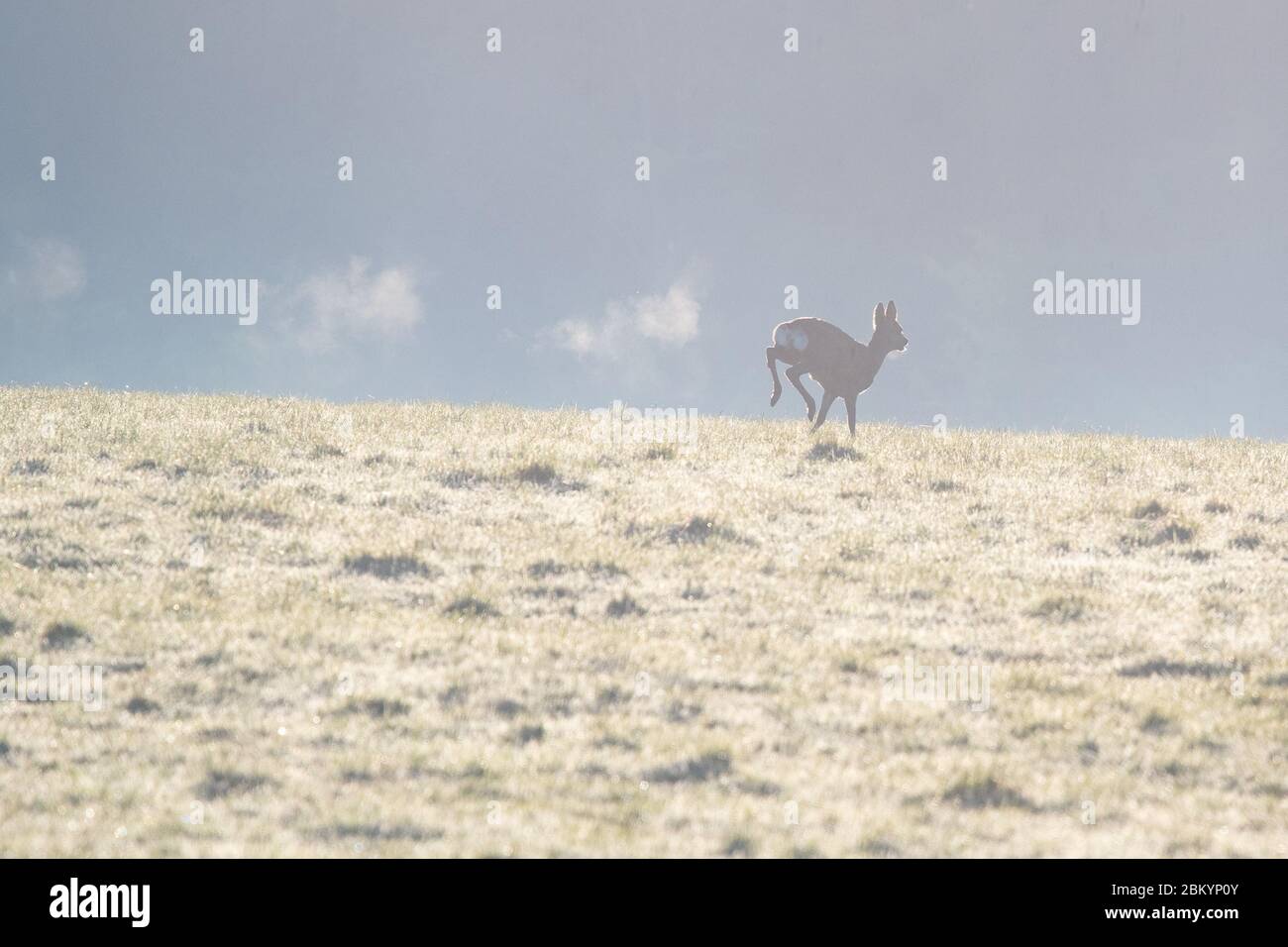 Killearn, Stirlingshire, Schottland, Großbritannien. Mai 2020. UK Wetter - ein Hirsch hinterlässt eine Spur seines Atems, die in der kalten Luft kondensiert ist, während es über ein Feld in Stirlingshire läuft. Nach einem kühlen Start wird es voraussichtlich ein weiterer schöner sonniger warmer Tag sein. Credit: Kay Roxby/Alamy Live News Stockfoto