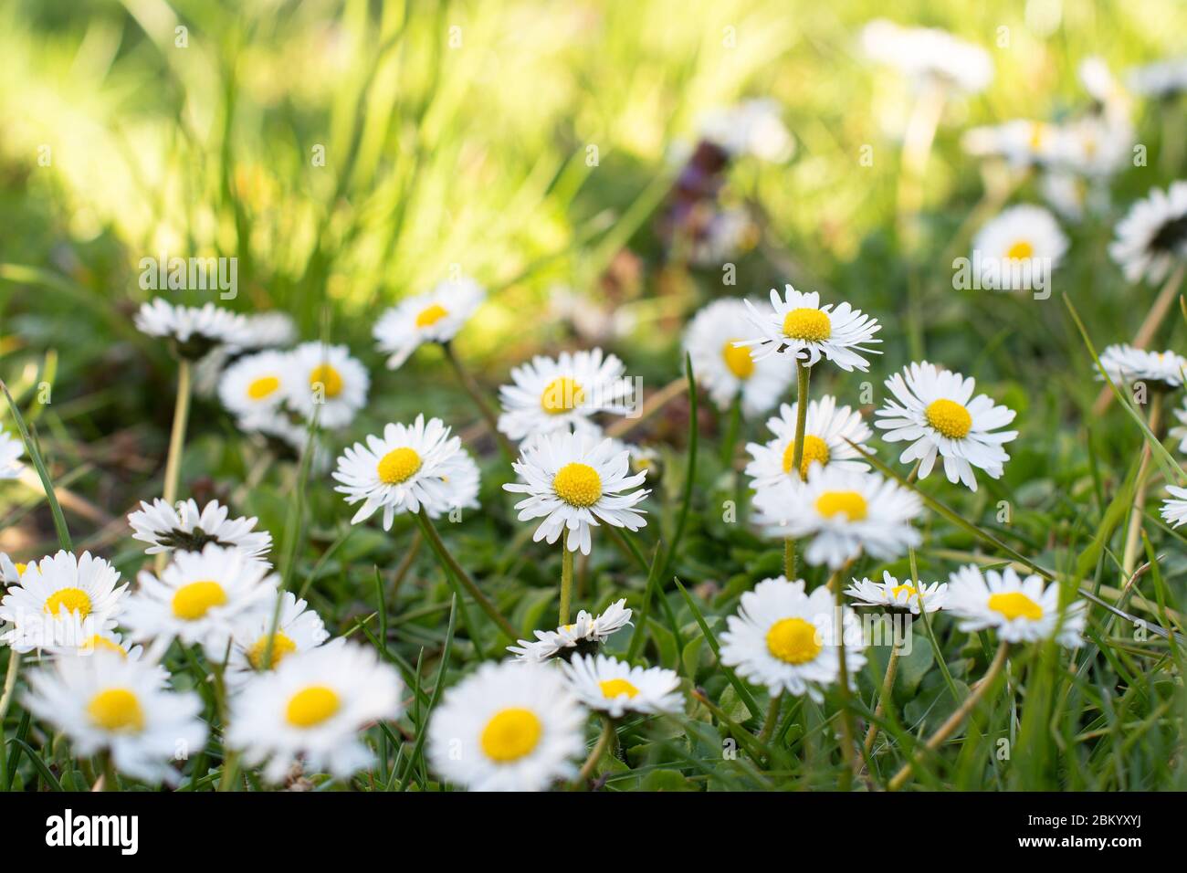 Grasgrün und Kamillen in der Natur Stockfoto