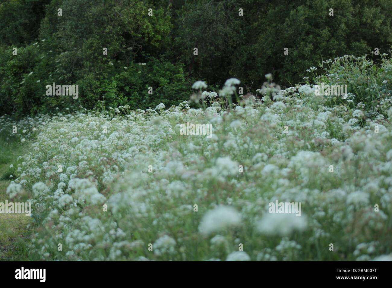 Campo en primavera Stockfoto