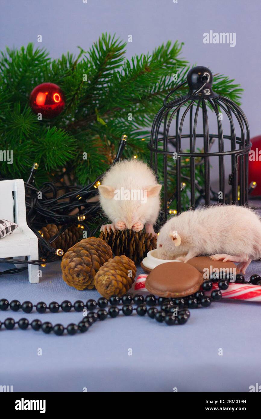 Weiße Ratten in einem New Year's Stillleben Stockfoto