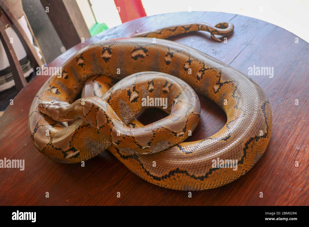 Albino Netzpython : Pythonschlange gelb auf dem Holztisch liegend. Nahaufnahme von Big Python regius oder Royal Python ist eine große, nicht giftige Schlinge Stockfoto