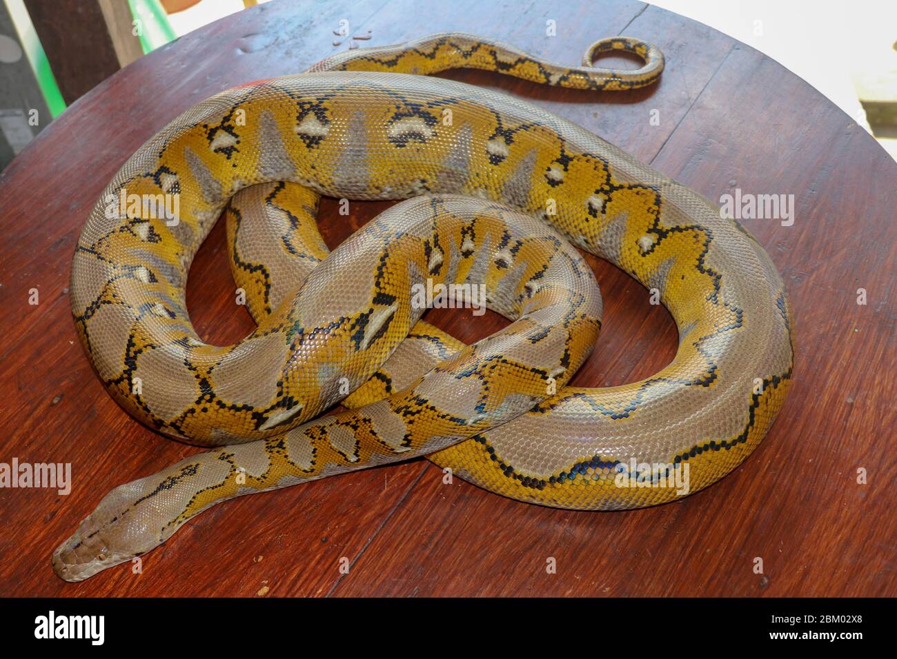 Gold Yellow Python, Albino Schlange mit schöner gelber Textur. Muster Boa Snake Haut abstrakte Textur. Nahaufnahme der Schlangenhaut Textur für Backgr Stockfoto