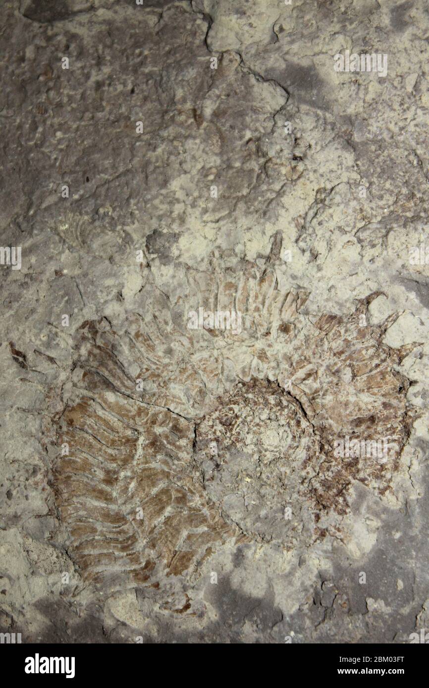 Jurassic Coast fossiler Ammonit Pectinatites cornutifer Stockfoto
