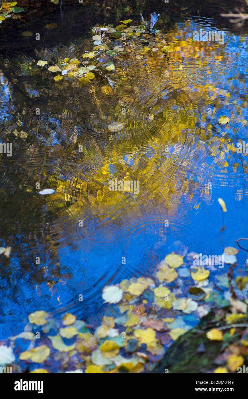 Herbstblätter schweben in einem Bach mit Wellen, die die spiegeln Blauer Himmel Stockfoto