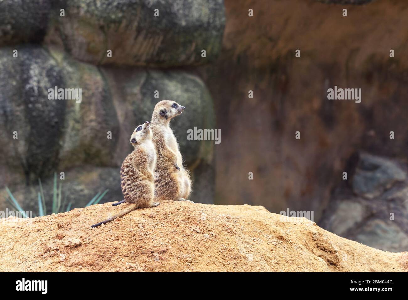 Zwei süße neugierige Erdmännchen stehen auf ihren Hinterbeinen auf einem sandigen Hügel und schauen weg. Zoo, Tiere. Stockfoto Zwei süße neugierige Erdmännchen stehen auf ihren Hinterbeinen auf einem sandigen Hügel und schauen weg. Zoo, Tiere. Stockfoto