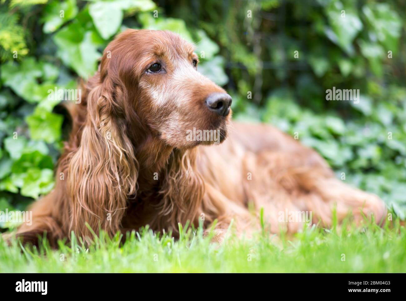 Niedlicher alter irischer Setter im Gras Stockfoto