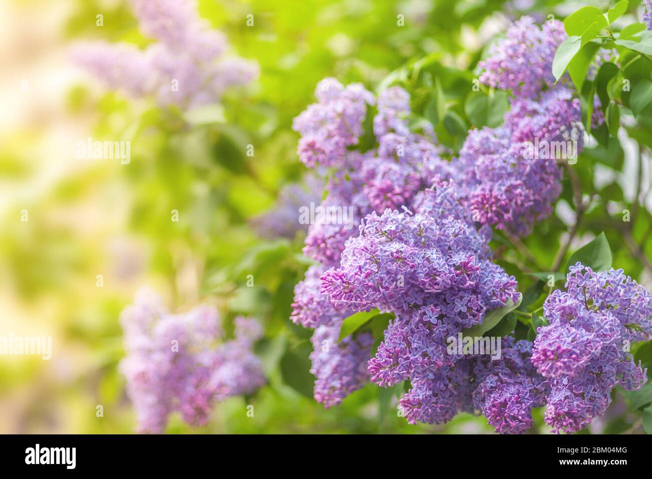 Ein Busch blühender Flieder in der Sonne. Frühlingsblumen Stockfoto