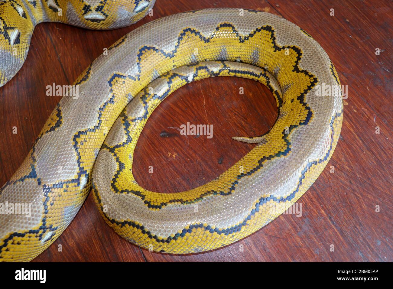 Albino Netzpython : Pythonschlange gelb auf dem Holztisch liegend ...