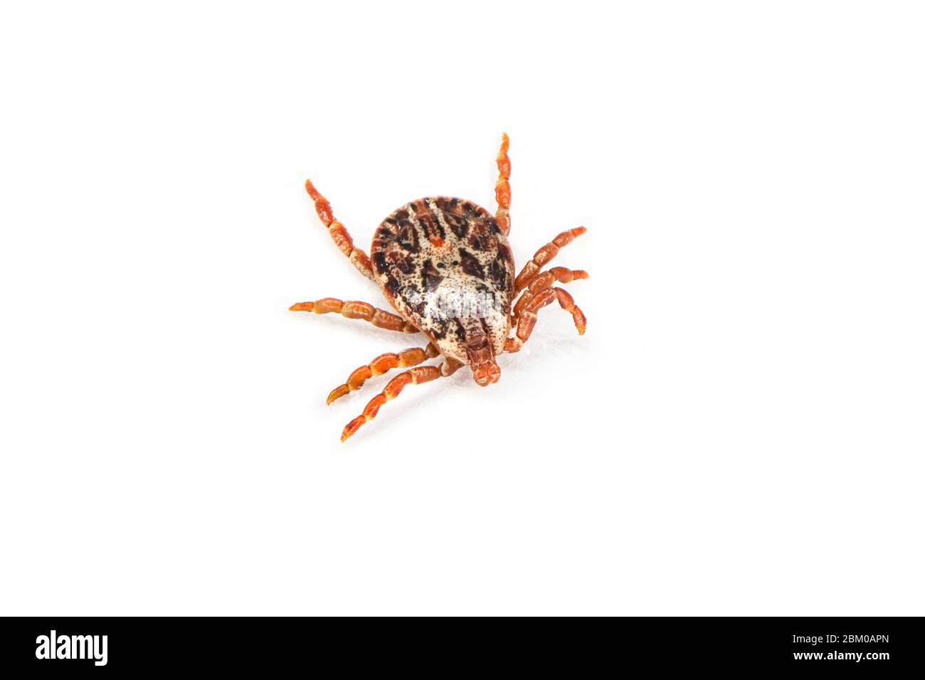 Ticken Sie auf weißem Hintergrund. Tick ist der gemeinsame Name für die kleinen Arachniden in der Superfamilie Ixodoidea, die zusammen mit anderen Milben, bilden die Acar Stockfoto