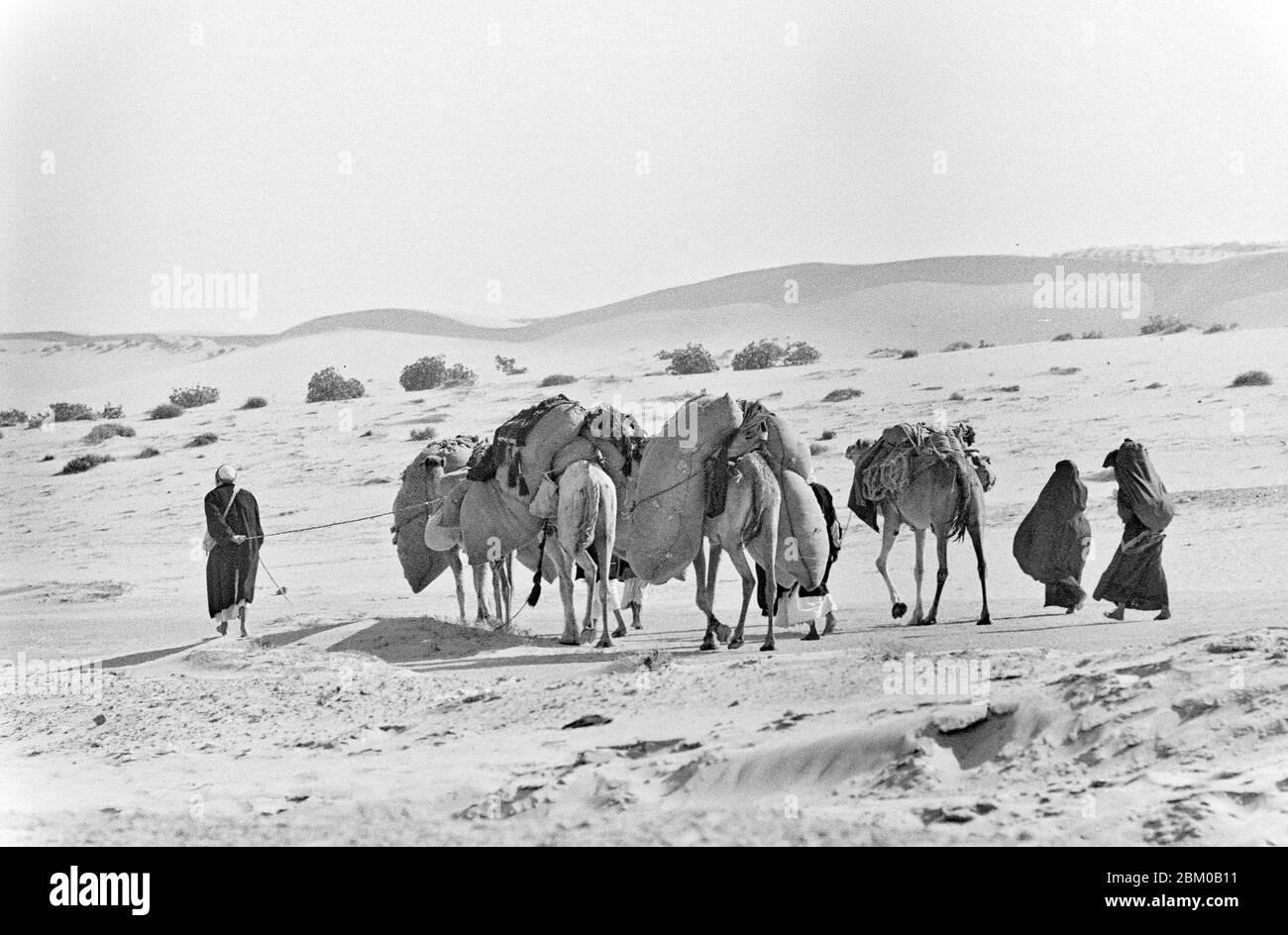 Kamelkarawane mit Beduinen-Familie vor dem Haus. Wüste in Ägypten 1958 Stockfoto