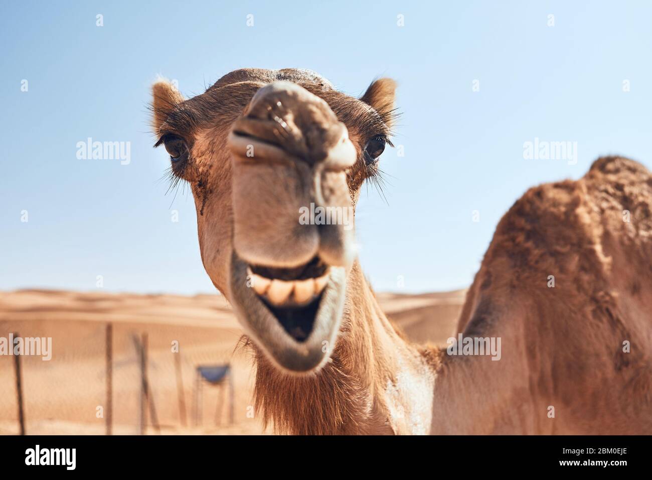 Ein Lächeln auf neugierigen Kamelen gegen Sanddünen. Wüste Wahiba Sands in Oman. Stockfoto