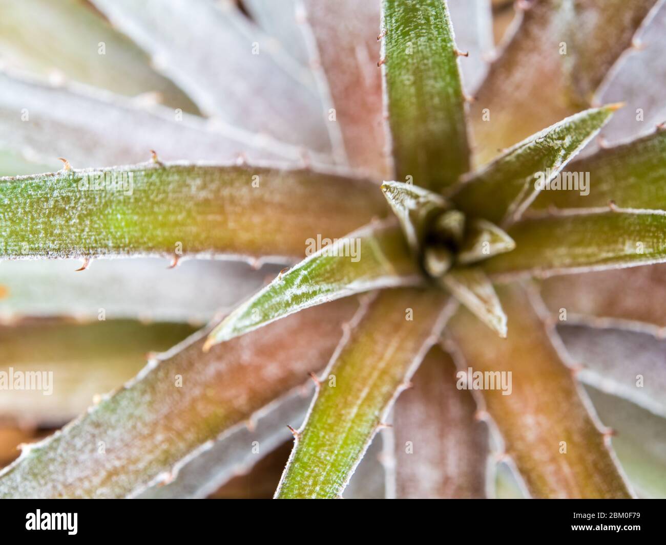 Detail Textur und Dornen am Rand und Blätter der Bromeliad Blätter Stockfoto