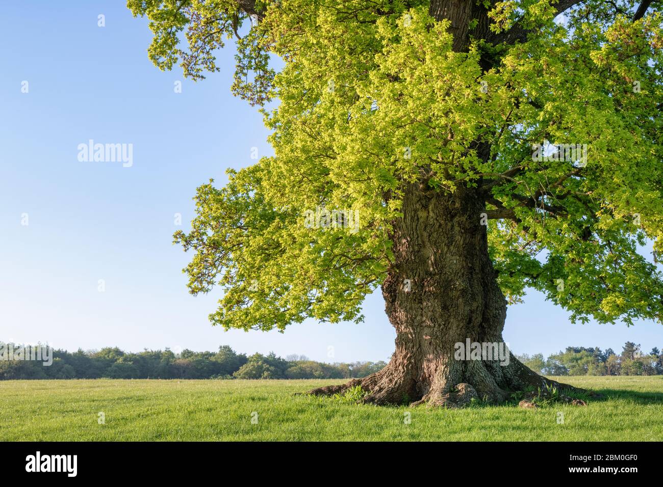 Quercus robur. Alte Eiche im Blenheim Park an einem frühen Frühlingsmorgen. Woodstock, Oxfordshire, England Stockfoto